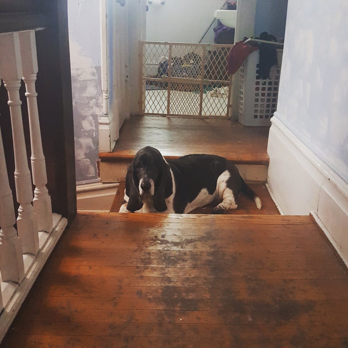 FaithBicknell's tweet photo. Daisy, a new family member, has become quite attached to me. She hates it when I'm out of her sight. If she lays on the landing she has a straight view while I'm working at my table. #dogs #dogsoftwitter #animals #writerpals #writerslife https://t.co/XxvWWRyxEq