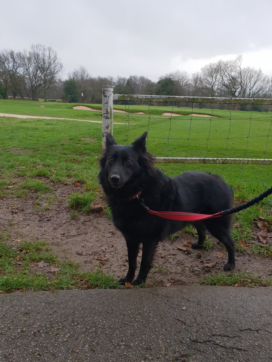 Nice #SaturdayMorning #walk with Gara. #Nottinghamshire #Dogs #AdoptDontShop #DogsOfTwitter