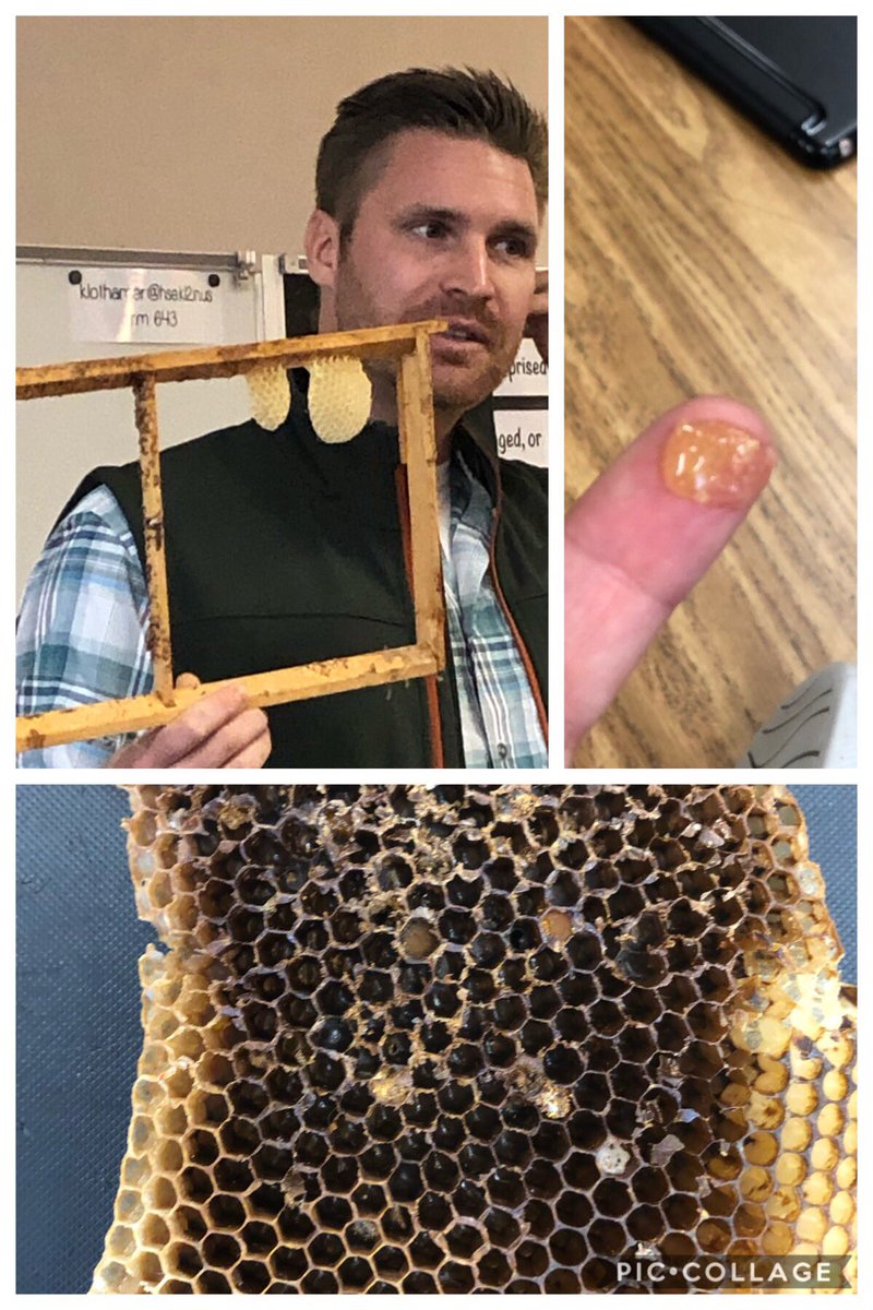 robinsons_room's tweet photo. It’s amazing what can transpire in 10 days! Understanding reduces fear, raises empathy & provokes ideas for action. Next week, they begin planning how they hope to improve the world! Persuasion, Education & Action! #STEManities #incubatingawesome Thx Mr. Harding! #Sustainability https://t.co/K2boRZZOph