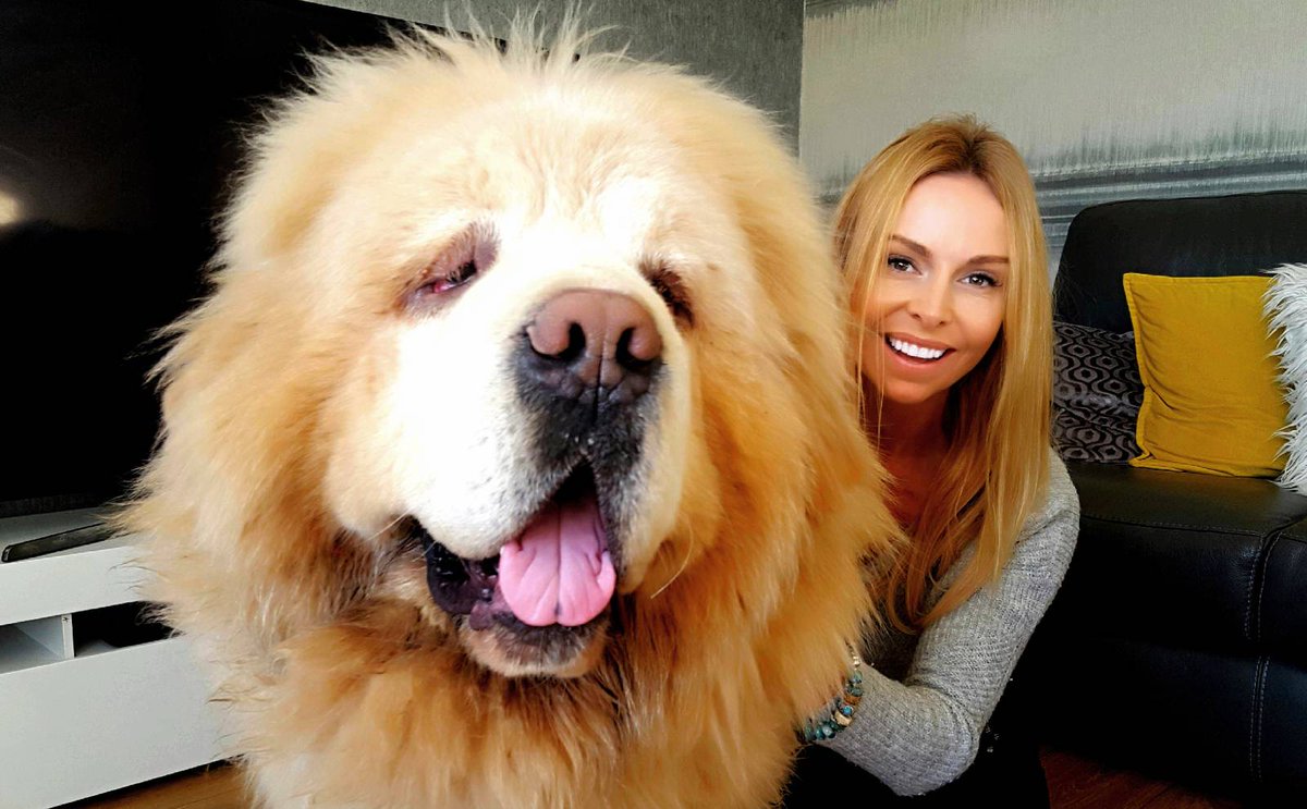 THE WORLDS MOST EXPENSIVE DOG? Watch the new episode on #AnimalWatch YouTube of The Chinese #TibetanMastiff Wolf Killer? Lion Blood? Ferocious? Selling for millions of $$..Watch here: youtube.com/watch?v=7aIzWW… <a href="/_AnimalAdvocate/">ANIMAL ADVOCATE  Ⓥ</a> @animalplanetuk <a href="/AllDogsMatter/">All Dogs Matter</a> <a href="/DogsofInstagram/">DogsOf</a>