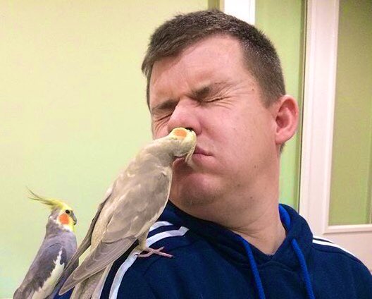 SebastianSquawk's tweet image. Henrietta likes to extract bogies (boogers) from human noses. Here she is having a good dig in our pet human’s cousin’s nostril.  He was not expecting that.