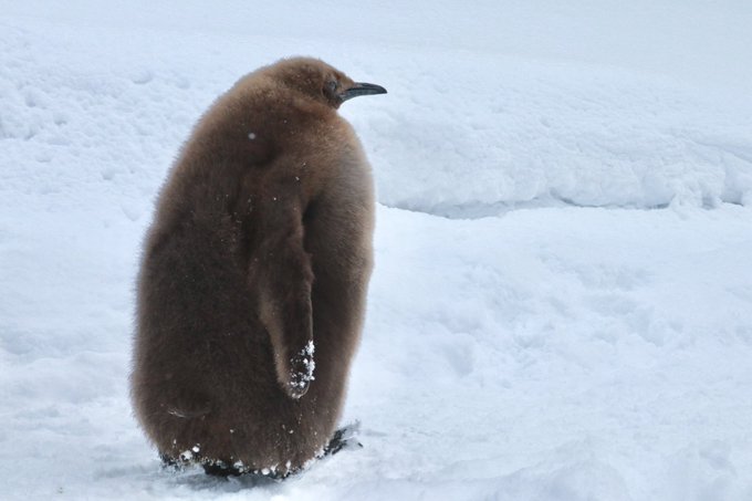 大きすぎ 仙台うみの杜水族館のオウサマペンギンのひなが大きすぎると話題に もこもこのダウンコート着てるみたい と人気 まとめダネ 大きすぎ 仙台うみの杜水族館のオウサマペンギンのひなが大きすぎると話題に もこもこのダウンコート着てるみたい と人気 まとめダネ