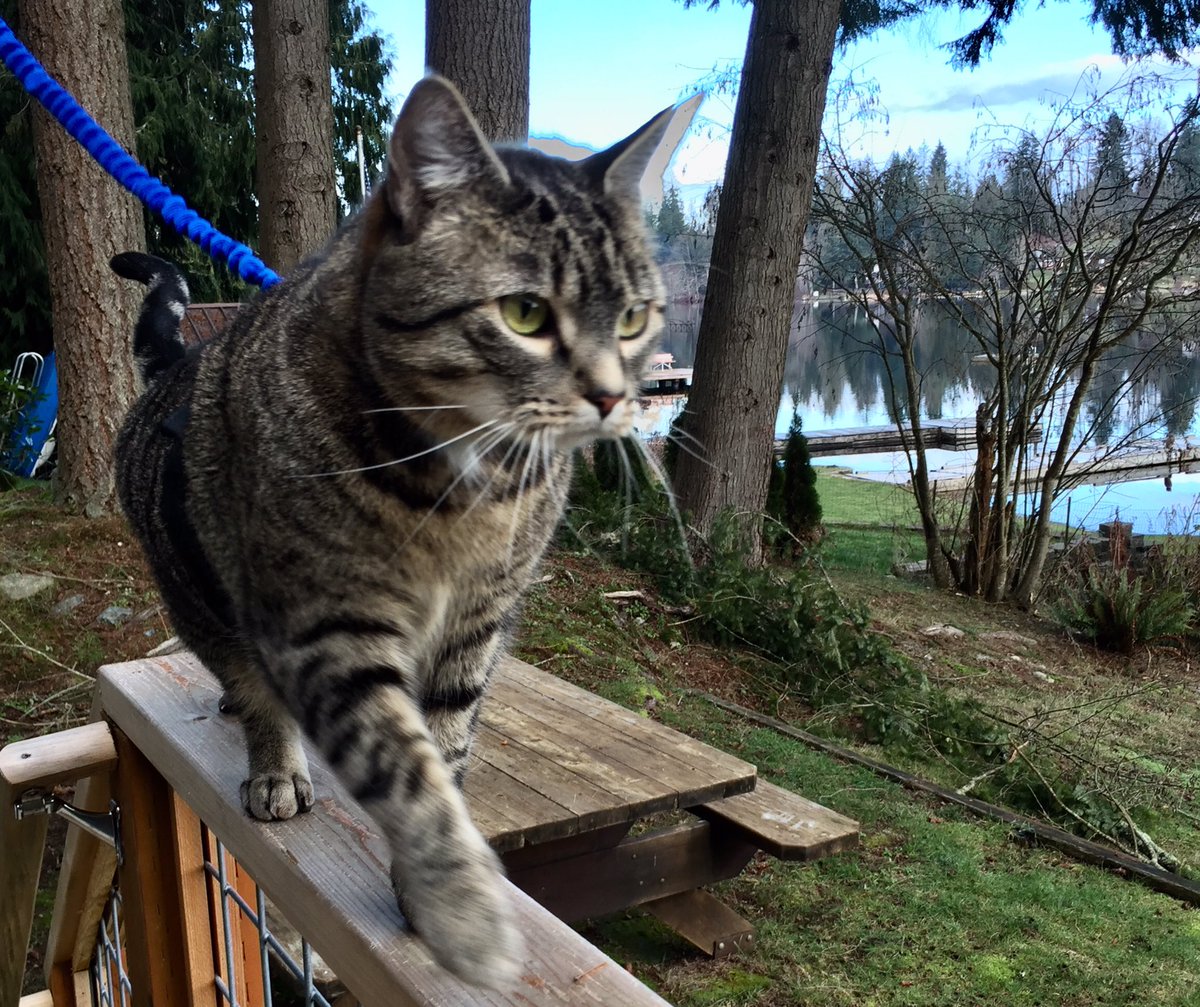 HazelandRemy's tweet photo. A grand day to practice the balance beam! Training for #gymnastics #kittyOlympics - Remy https://t.co/4PyX1dK8f6