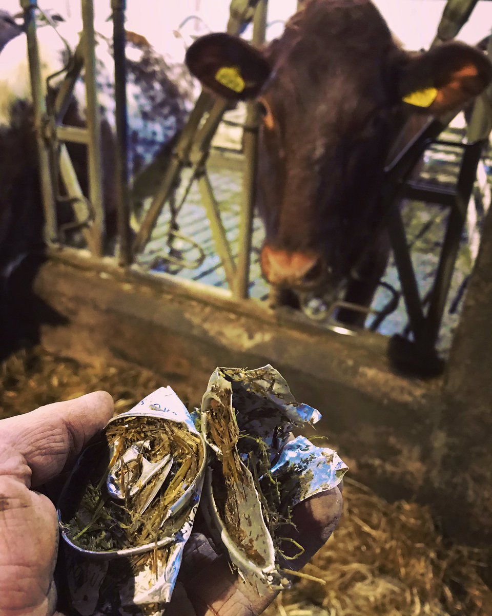 JRfromStrickley's tweet image. Throwing rubbish over into a field isn’t cool, in fact it’s incredibly irresponsible.
This can has been sliced up by silage making machinery and has created plenty of razor sharp edges ready to slice open a cow’s gut.

Take your rubbish home and recycle it for fucks sake ♻️👊🏼