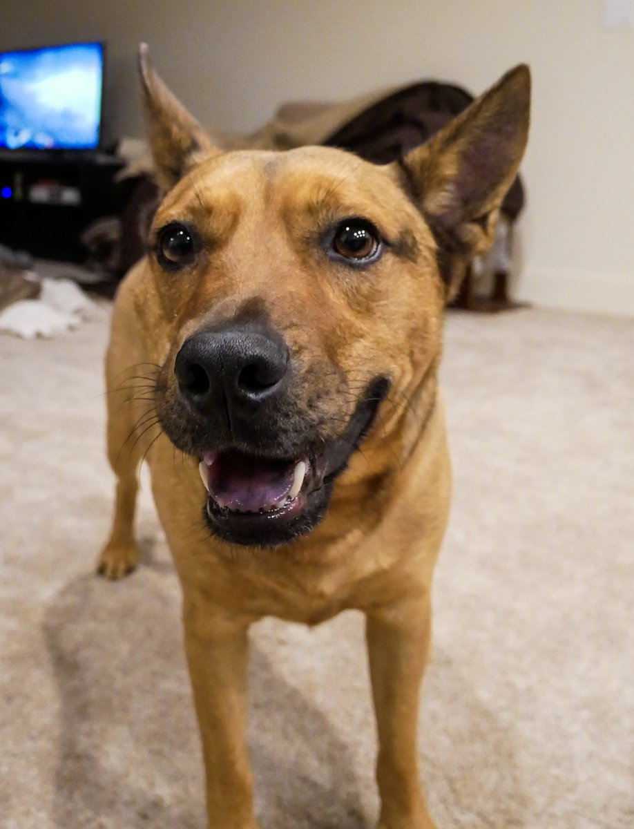 brielle_groen's tweet image. Vacations are fun and all but safe to say we both miss this derpy doggo a whole lot. #dogparentproblems