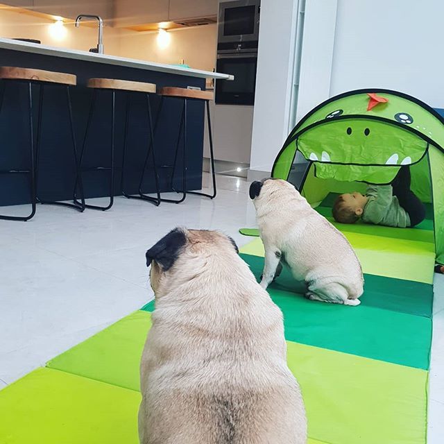 Vicki_os's tweet photo. The girls and their crazy bro! 💙💙💙 #pugsandbabies #pugs #pugclub https://t.co/FHmBq6BKD6 https://t.co/Va0JKEfiP3