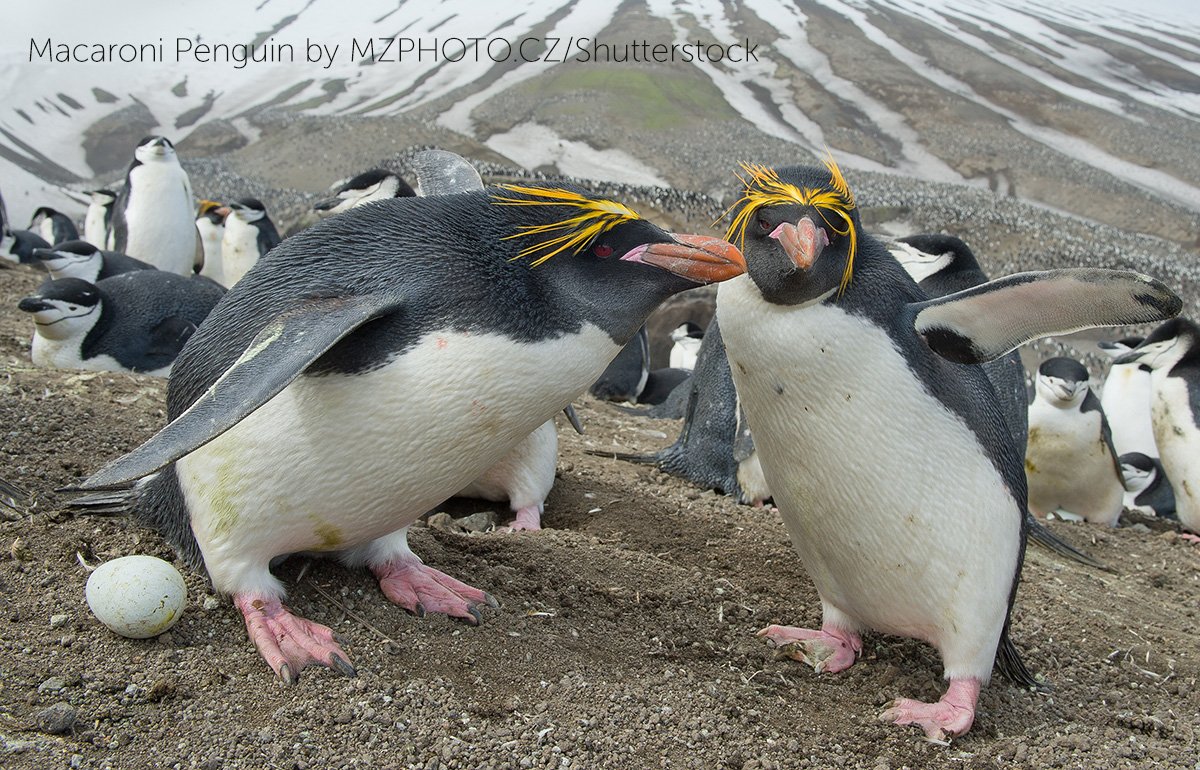 Penguin Laying Eggs