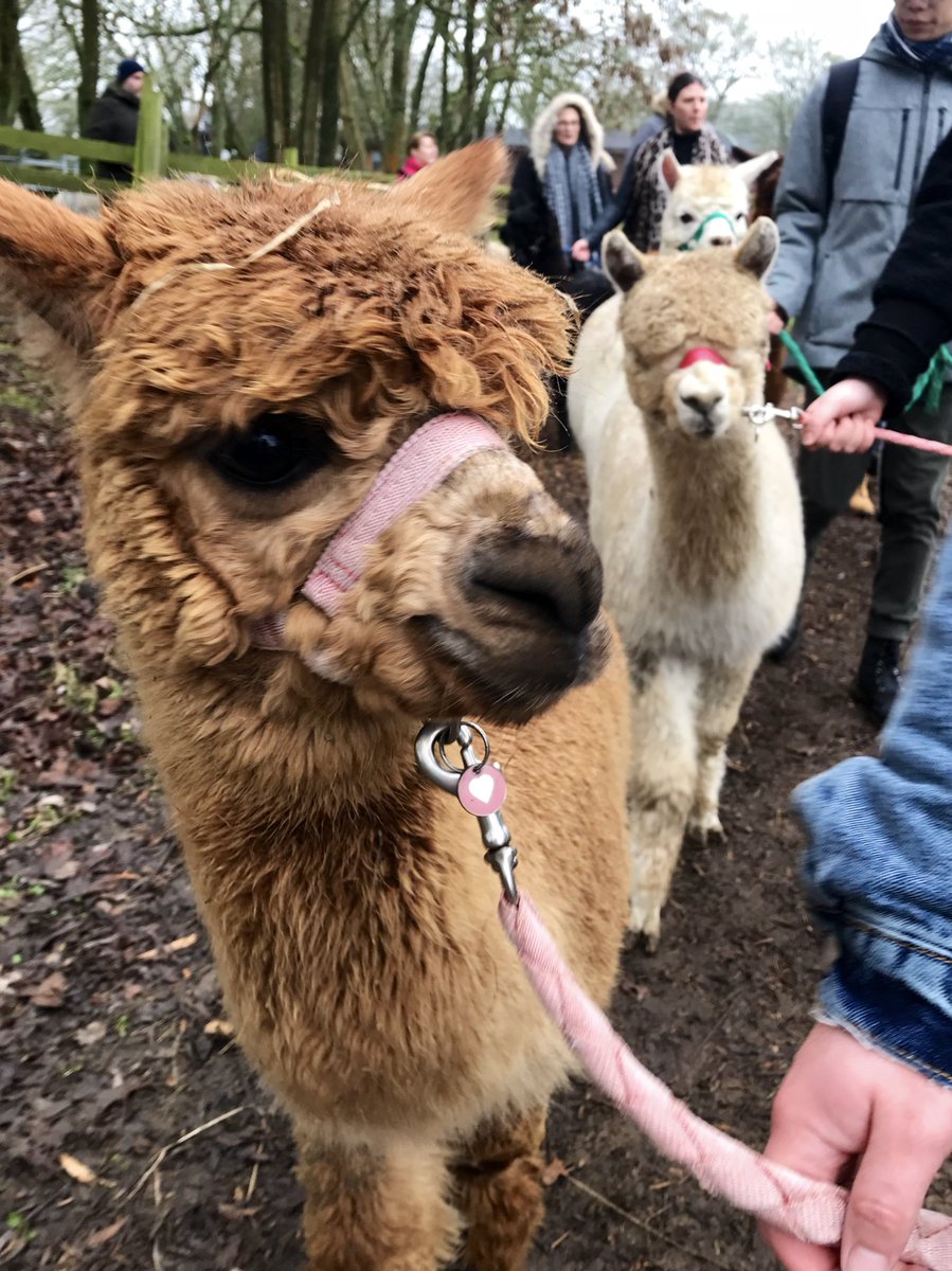 Walked some Alpacas today, may have fallen in love. 10/10 day at Pennybridge farm, would recommend a visit. If you do, pls feel free to bring us back an Alpaca (or 4)