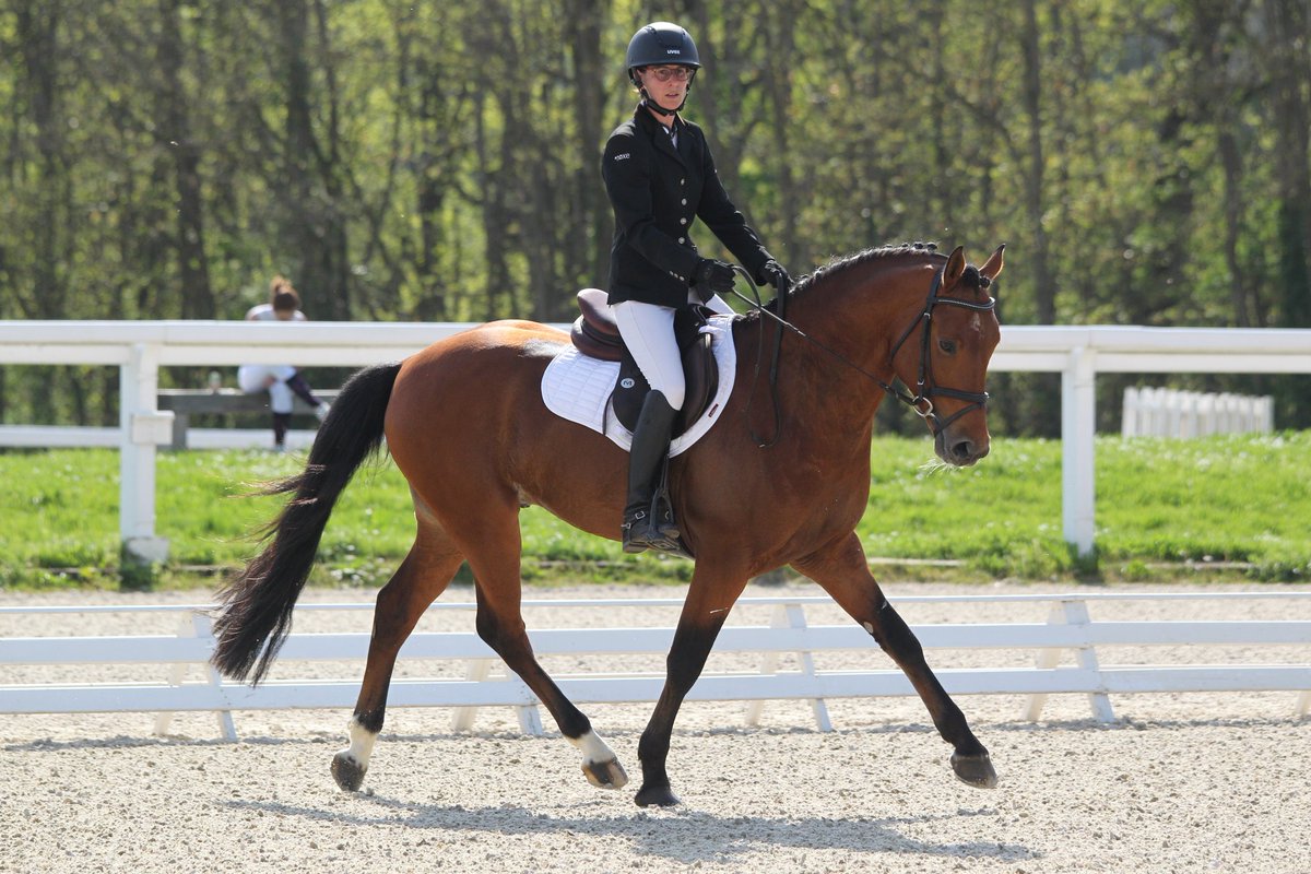 JumpingNantes's tweet photo. Les poneys à  l'honneur au Jumping International de Nantes : baptêmes poney, CSI Poney mais aussi présentation d'étalons par les éleveurs  des Pays de la Loire FPPL dimanche après-midi avant le Grand Prix de @NantesMetropole 

#poney #etalon #nantes #exponantes #fppl #tda #csip https://t.co/ynQt763nyq