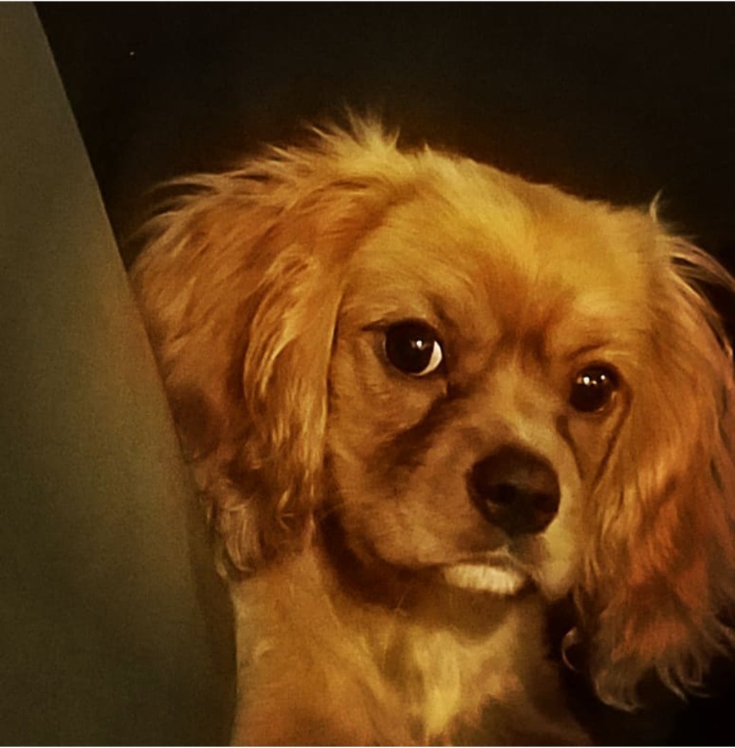 ryliethecavking's tweet photo. My serious face๐ถ
#serious #puppies #mypuppy #mood #humpday #weekend #allaboutme #browneyes #cavking #puppylove #cavcommunity #cavalierkingcharlesspaniel #happy #humble #dogs #furbabies๐พ #furbaby๐ถ #furbaby #almost5months #lovinglife #happiness #love #red #ruby https://t.co/zASFonuKu7