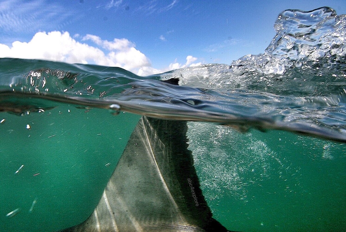 ABC4EXPLORE's tweet photo. CALL TO ACTION TO HELP SAVE SHARKS! Do you want to Help Save Sharks? Like for real actually do something that stops the slaughter of sharks? Then tell FLORIDA to stop supporting the SHARK FIN SOUP TRADE!
https://t.co/oujZGmS88C #abc4explore #stopsharkfintrade https://t.co/Q17wf5opPo