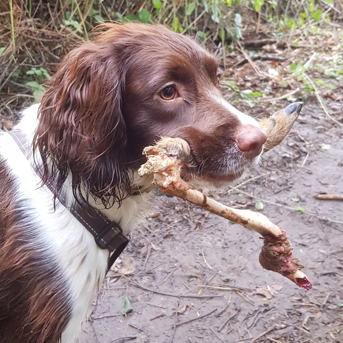 springer_luna's tweet photo. Treasure! #SpringerSpaniel https://t.co/DIXnZ6c5JL