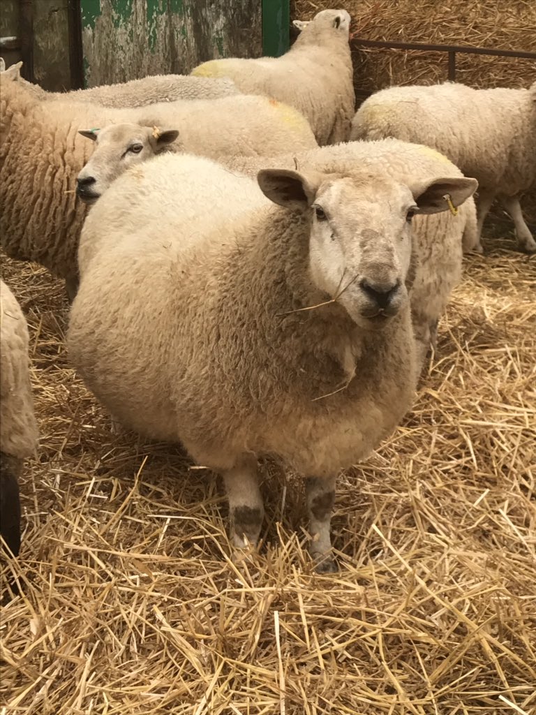 DavidLincolnred's tweet photo. They are looking very heavy π https://t.co/2wkgMMn7iQ