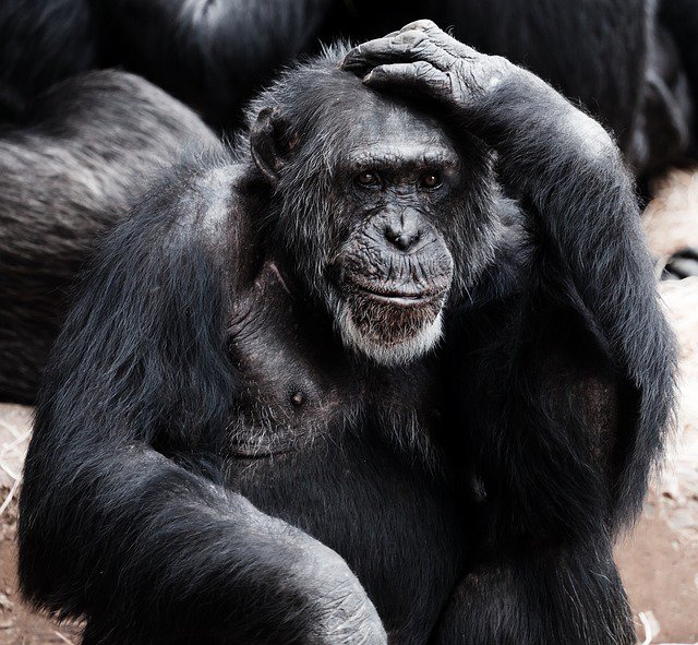 PsychTesting's tweet image. Think you’re smarter than a chimp? Research shows chimps pick up on game theory faster than humans.
#neuropsychology #neuroscience
ow.ly/e1x630nnmUo