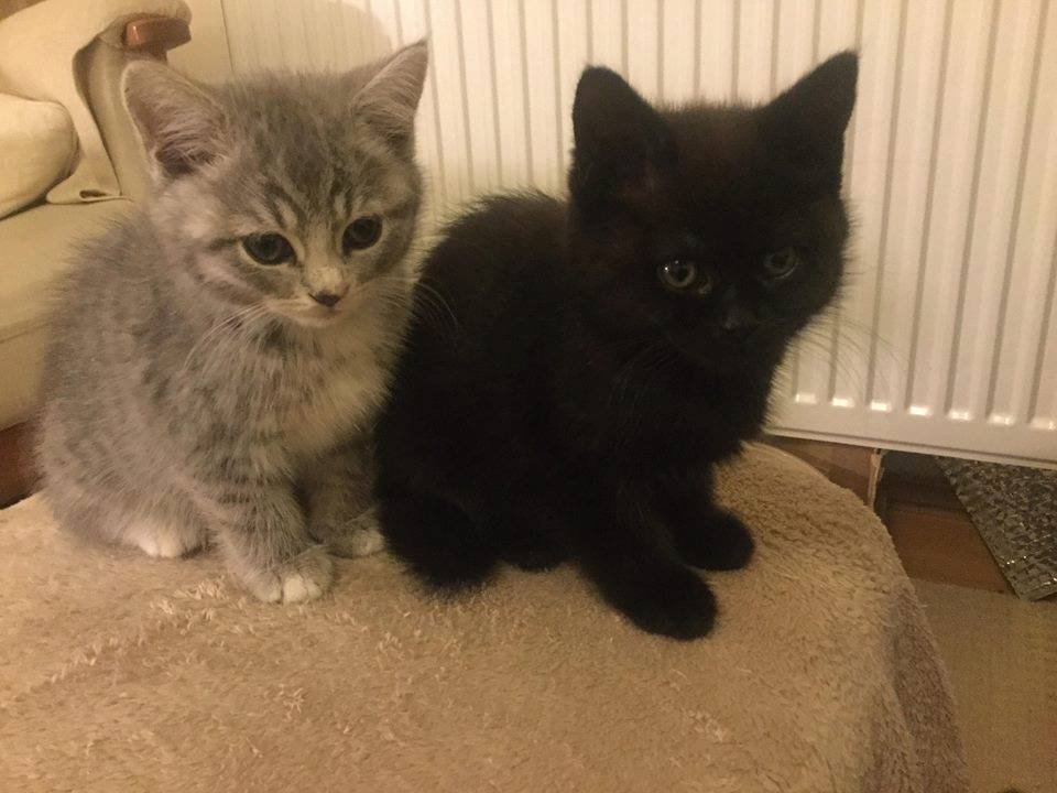 StrawbCatRescue's tweet photo. Cerys and Seren - kitten pair girls ready mid Feb19  LOCATION SHROPSHIRE must be adopted from there one black and one silver tabby. Indoor only, must be homed as a pair.
Adoption is £550 for the pair. Please email strawberryrescue@outlook.com and ask for a pre-adoption form. https://t.co/mcYlyUwBkG