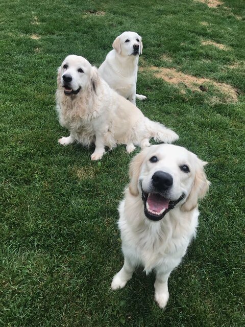 FrontRowPhyllis's tweet photo. Please tell us it’s Summer soon!!
#pupslife #englshcreamretrievers #yellowlabradors #puppylove #happiness #summer https://t.co/9vKG6Q2NRK