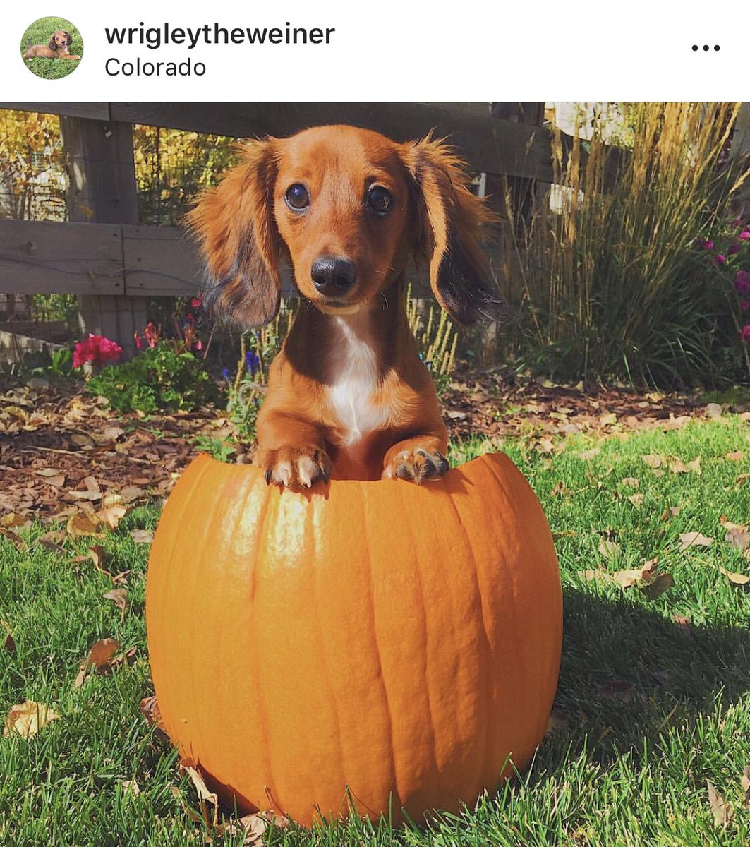 JaimShort's tweet photo. I can’t figure out how my dog isn’t famous yet on Instagram https://t.co/u4P2y62Ga8