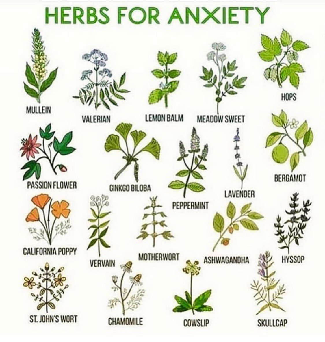 مريم حسنا on Twitter: "Herbs for anxiety. All my babies. I ... on {keyword}