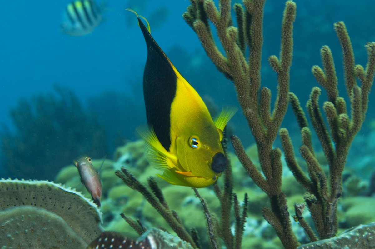 Snorkeling. Scuba diving. Sandy beaches. The Caribbean is more dependent on coral reef tourism than any other region in the world. A new study puts into sharp focus the value coral reefs provide to the region. bit.ly/2st0CD9