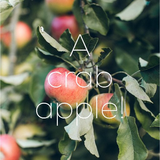 What kind of apple has a short temper?