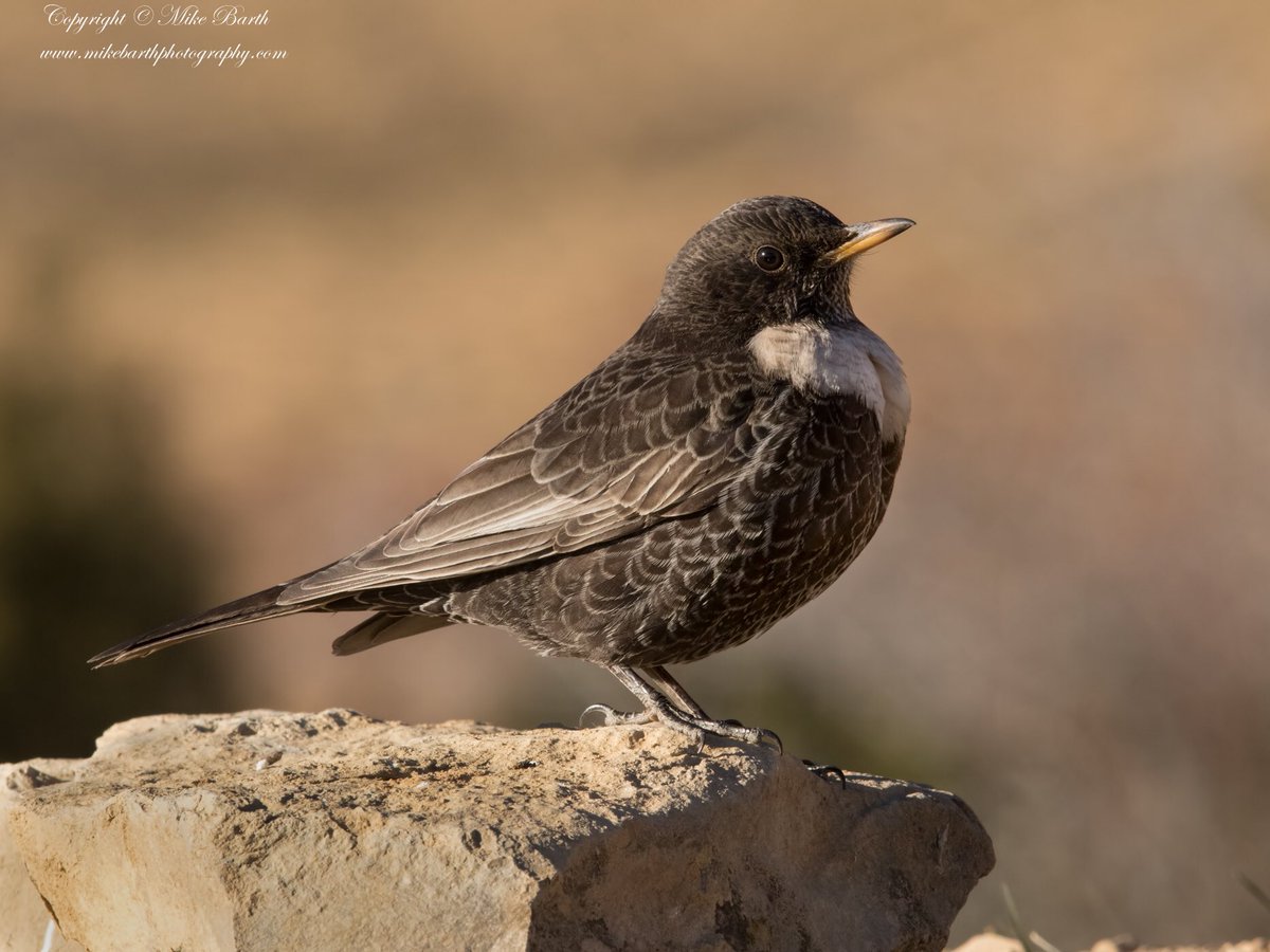 Ring Ouzel (Turdus torquatus) is a European member of the thrush family, Turdidae. It is the mountain equivalent of the closely related common blackbird, and breeds in gullies, rocky areas or scree slopes #ringouzel #thrush #bird #birdphotography #birding
