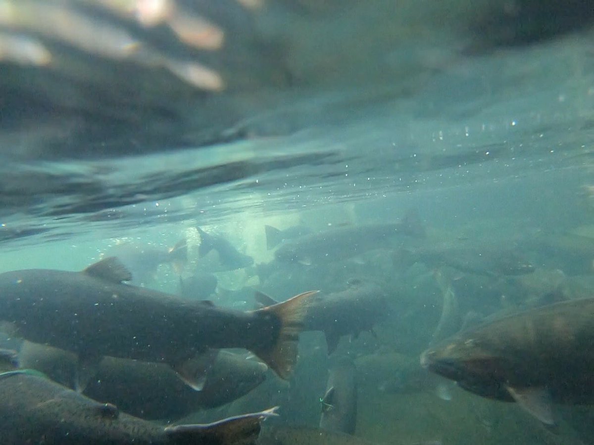 SteelheadDays's tweet photo. Rains have brought in a lot of Mad River steelhead into the system. #steelheadfishing #steelhead https://t.co/87Uxs3889j