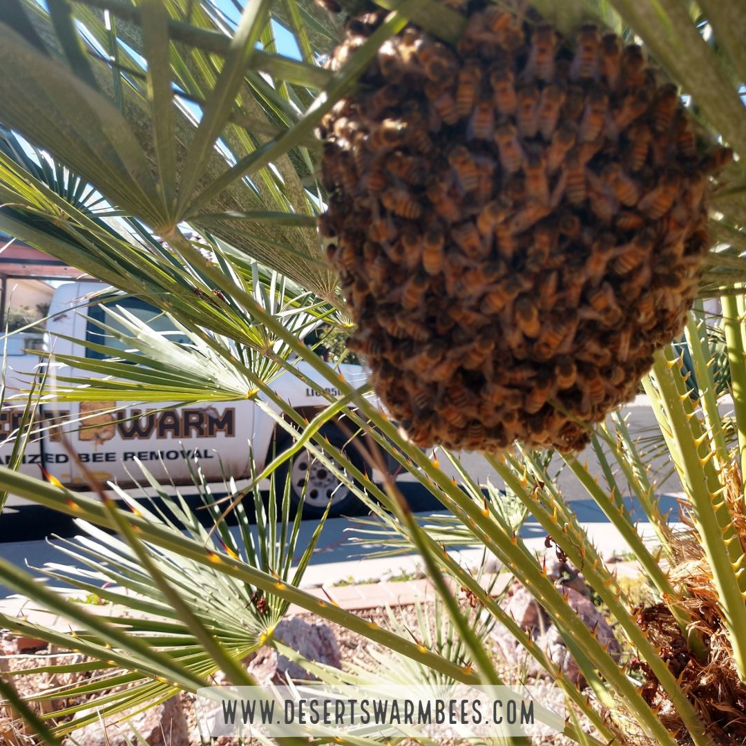 BeeDesert's tweet photo. Here's a pretty little swarm we just picked up from Green Valley! 🐝🐝🐝

#desertswarm #beeremoval #desertswarmbeeremoval #tucsonbusiness #tucsonlocal #pestcontrol #africanizedhoneybees #africanizedbees #tucson #arizona https://t.co/rhtT8kF4WE