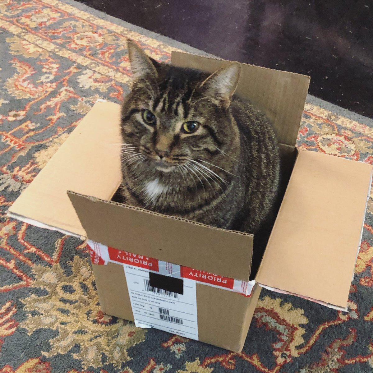 When the <a href="/stonedkitty/">Stoned Kitty Catnip</a> catnip shipment comes...😻