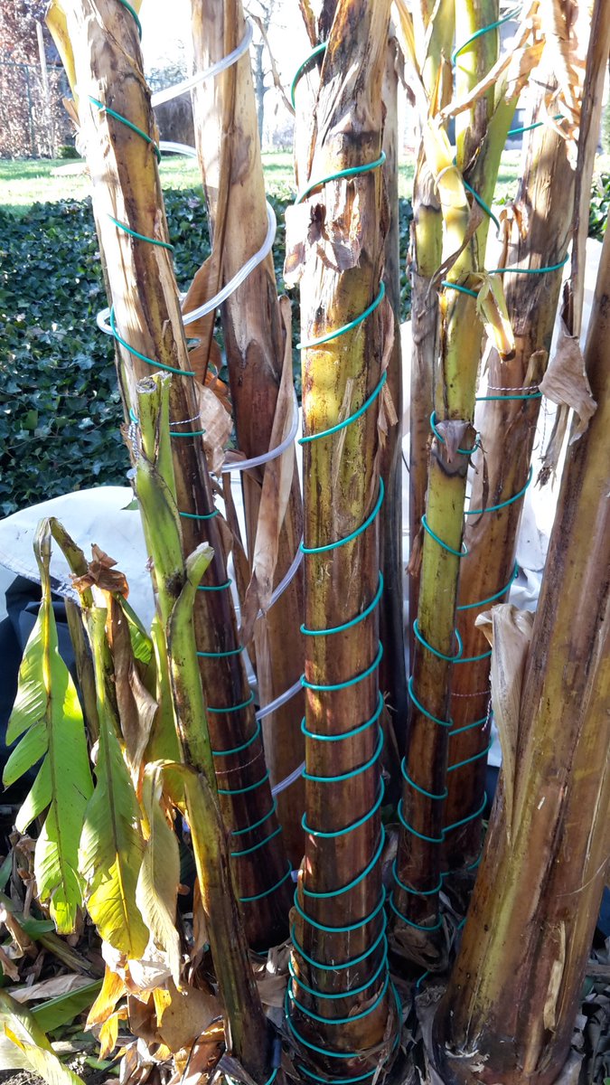 PeterVandeweyer's tweet photo. Winter is coming, all the week freezing weather.
They, the bananas are going to have a warm night! #heatingcables.
#musa https://t.co/MaWRcf87HO