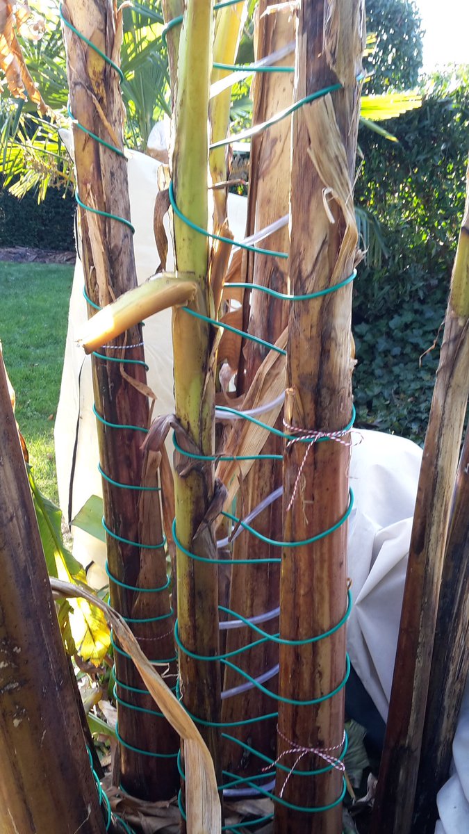 PeterVandeweyer's tweet photo. Winter is coming, all the week freezing weather.
They, the bananas are going to have a warm night! #heatingcables.
#musa https://t.co/MaWRcf87HO