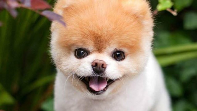 WSB-TV (@wsbtv) on Twitter photo 19/01/2019 22:20:00 Boo, World's Cutest Dog, has died 2wsb.tv/2AW4W2b Boo, World's Cutest Dog, has died 2wsb.tv/2AW4W2b
