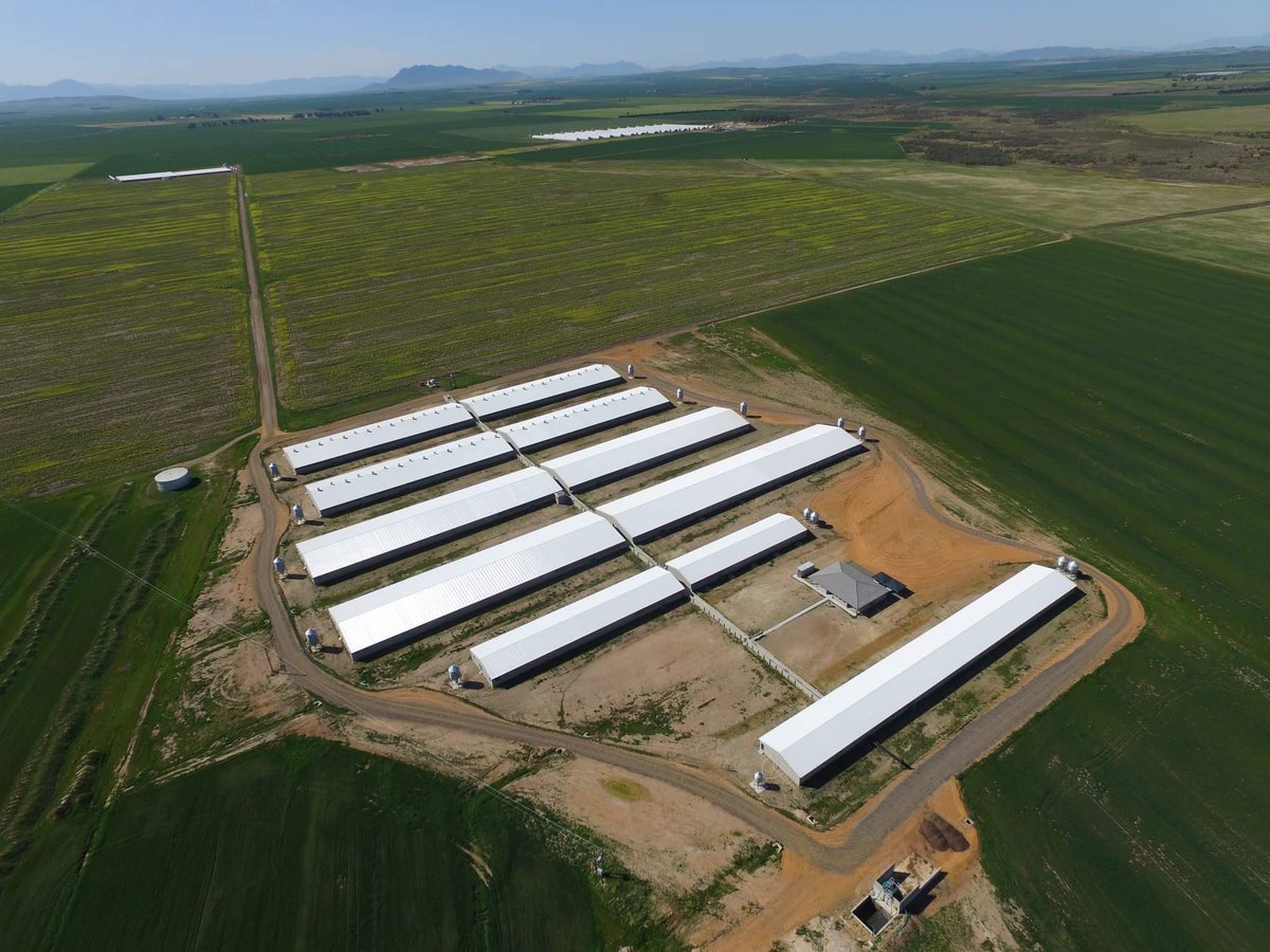LEMCOGroup's tweet photo. Turnkey Structural Steel Solutions Project Showcase:  Number Two Piggeries, Chalala Pig Farms, which is the largest and most successful piggery businesses in Africa. Photo credit #bigdutchman 
View more of our agricultural, industrial + commercial Steel Structures on our website https://t.co/WH98DeNsds