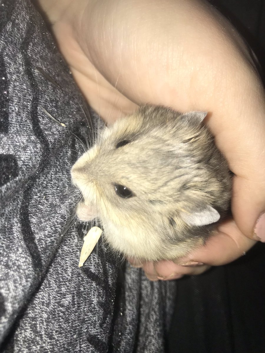 vickbaur2287's tweet photo. I bought a hamster today https://t.co/lc9ud0TJ0w