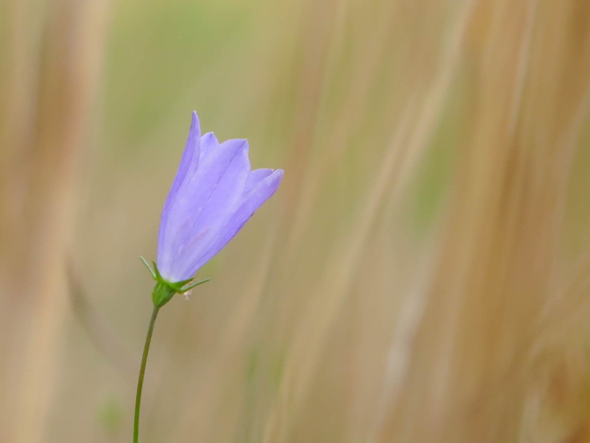 GranthamEcology's tweet photo. Harebell flowering in the dry grasslands in the meadows above Grantham #highlightsof2018 https://t.co/gqfb77xOJM https://t.co/xk3JzF4BDU