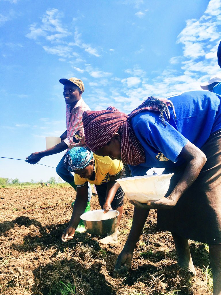 TYakushigawa's tweet photo. ใWhat's special about our #SocialSolution for smallholders #AlphaChamaใ
โข Weekly meeting attendance for most of the groups are 100%
โข Key is strong discipline, buddy system, members' sense of responsibility, Field Officers' leadership & care incorporated into the system https://t.co/QRv4VxnyoO