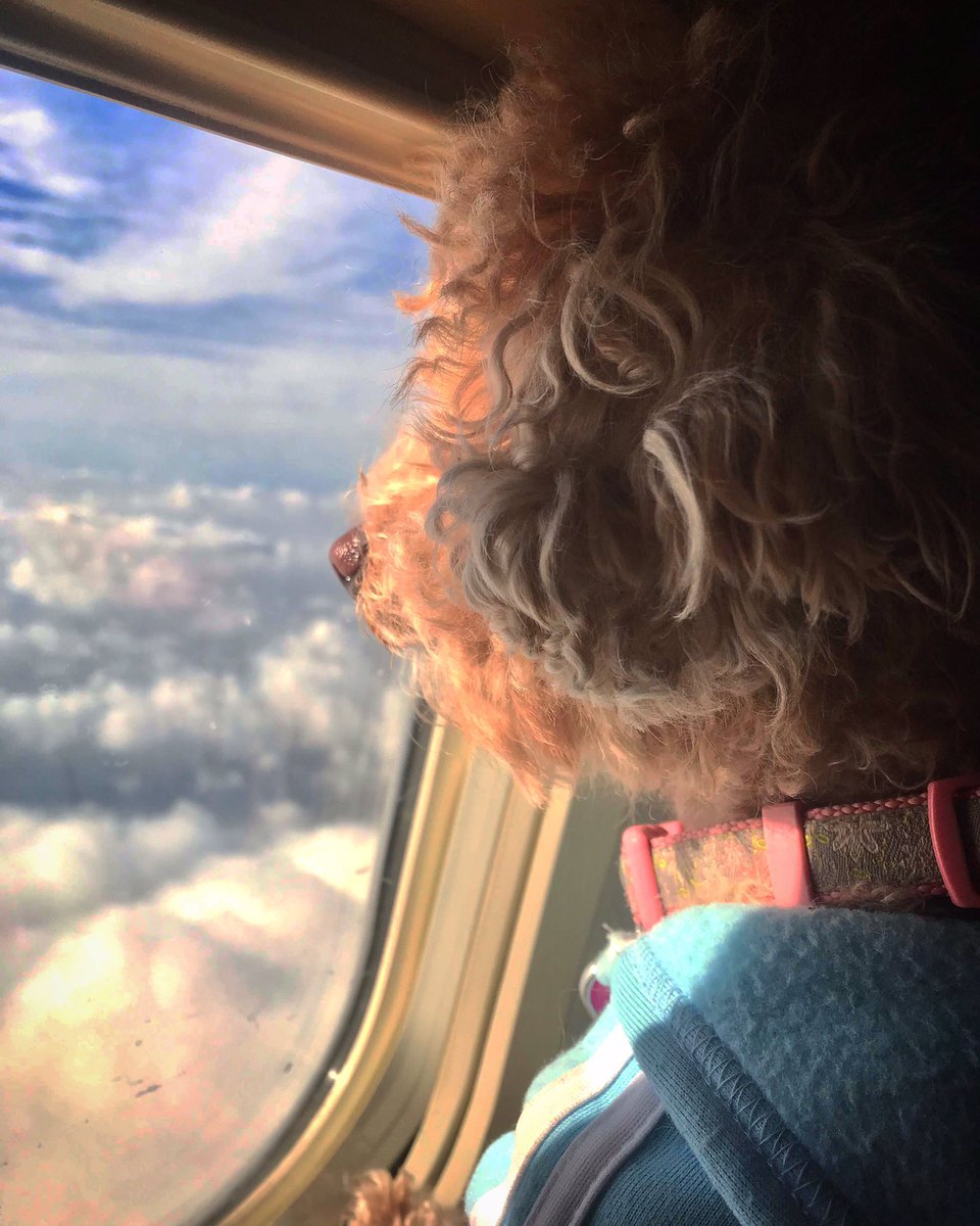 TraceyLeong's tweet image. Cloud chasing with my Bella Bean...🌥✈️🧸 #LABound #DogsOfTwitter #WindowSeatPlease
