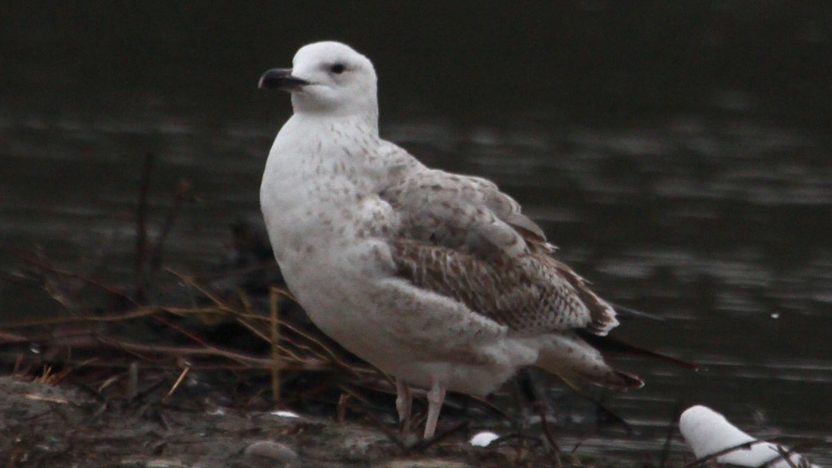 HughieKing's tweet photo. Few pics of the 1w Caspian Gull at @RSPBSandwell. Present off &amp; on in the area since Jan 1st. https://t.co/HU4DAlr1Db