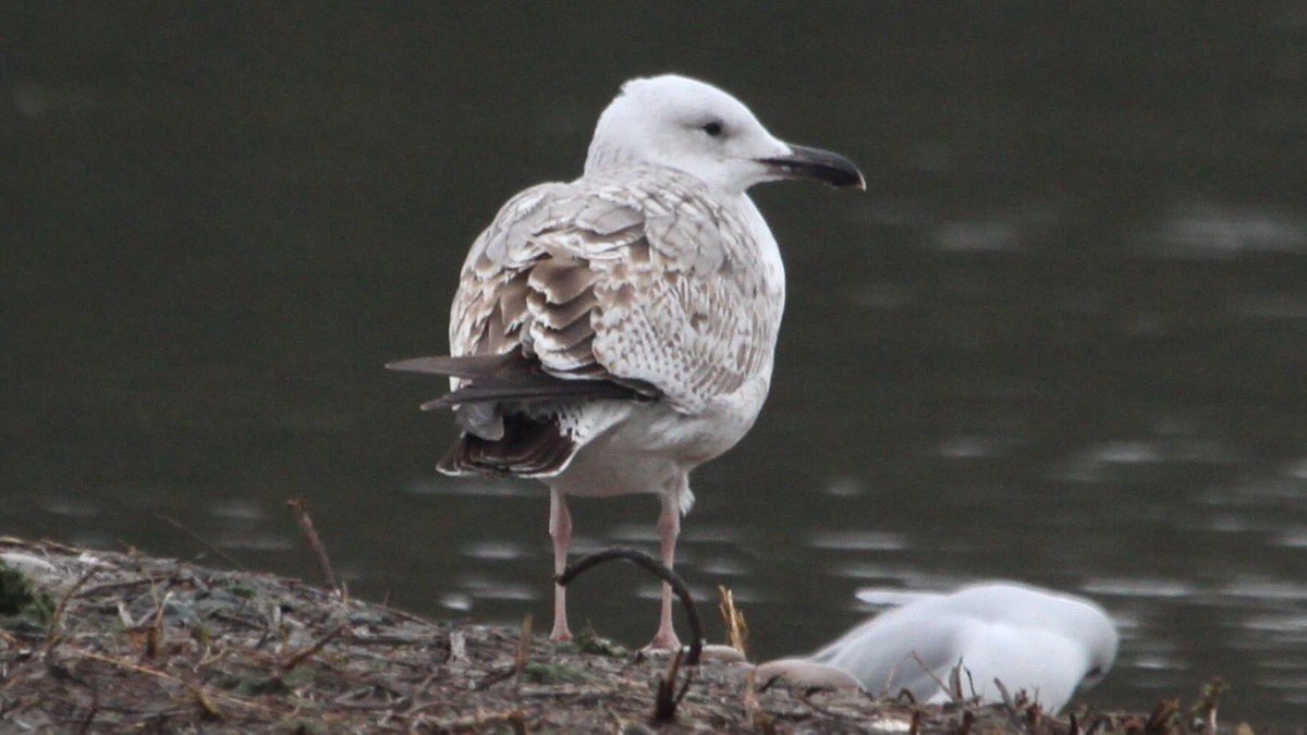 HughieKing's tweet photo. Few pics of the 1w Caspian Gull at @RSPBSandwell. Present off &amp; on in the area since Jan 1st. https://t.co/HU4DAlr1Db