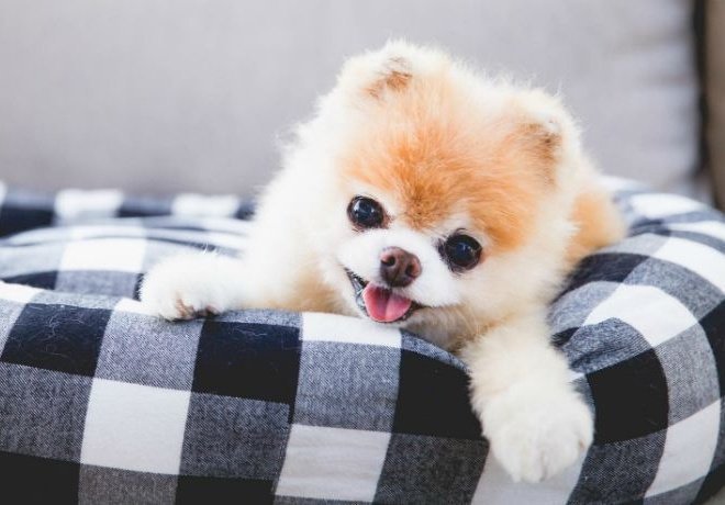 GratitudeDNA's tweet image. Boo ไม่ใช่หมาธรรมดา แต่ได้ชื่อว่าหมาที่น่ารักที่สุดในโลก น้องตายเสียแล้วขณะหลับ อายุรวม12ปี เจ้าของบอกว่าน้องมีปัญหาเรื่องหัวใจหลังพี่ชายและเพื่อนรักชื่อ Buddy ตายไปเมื่อปีที่แล้ว คาดว่าน้องหมาคงหัวใจสลาย

ที่แน่ๆแฟนคลับของน้องอย่างน้อย16ล้านคนในเฟสบุคเศร้าไปตามๆกัน 😔