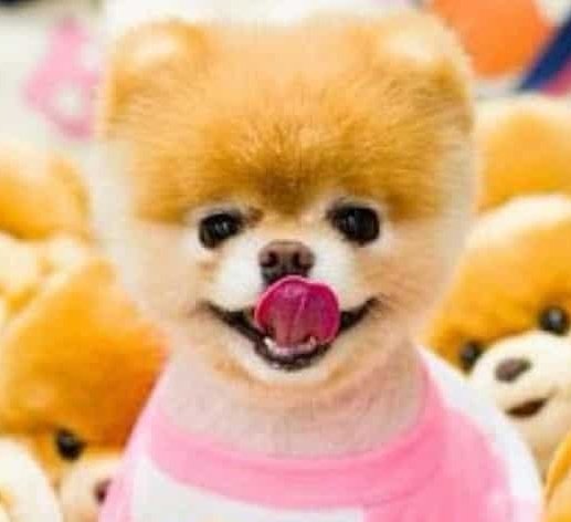 Boo ไม่ใช่หมาธรรมดา แต่ได้ชื่อว่าหมาที่น่ารักที่สุดในโลก น้องตายเสียแล้วขณะหลับ อายุรวม12ปี เจ้าของบอกว่าน้องมีปัญหาเรื่องหัวใจหลังพี่ชายและเพื่อนรักชื่อ Buddy ตายไปเมื่อปีที่แล้ว คาดว่าน้องหมาคงหัวใจสลาย

ที่แน่ๆแฟนคลับของน้องอย่างน้อย16ล้านคนในเฟสบุคเศร้าไปตามๆกัน 😔