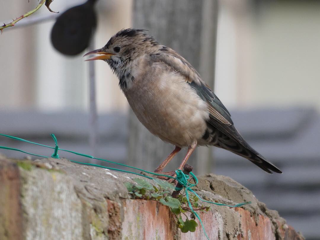 Beauty is in the eye of the beholder. Rose-coloured Starling showed pretty well this afternoon in #Llandudno  #My200BirdYear