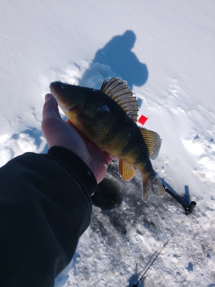 JacobScriver's tweet image. Did ok this morning by myself in the single digit weather. Able to keep warm in my @ClamOutdoors. @Frabill_Inc @ifishpro @UglyStik @EagleClawFish