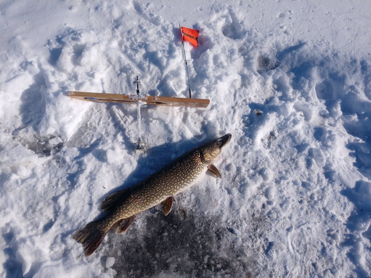 JacobScriver's tweet image. Did ok this morning by myself in the single digit weather. Able to keep warm in my @ClamOutdoors. @Frabill_Inc @ifishpro @UglyStik @EagleClawFish