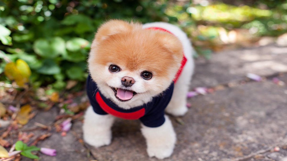 Boo, 'world's cutest dog' who became internet sensation, dies bit.ly/2FIw2ND https://t.co/N6Boy7oapo