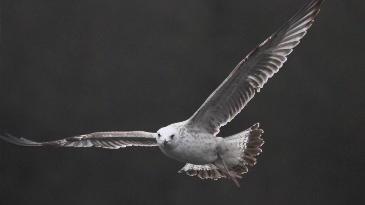 HughieKing's tweet photo. Flight pics of the same 1w Caspian Gull at Forge Mill Sandwell Valley taken on Jan 1st. https://t.co/iPMnUuUjir