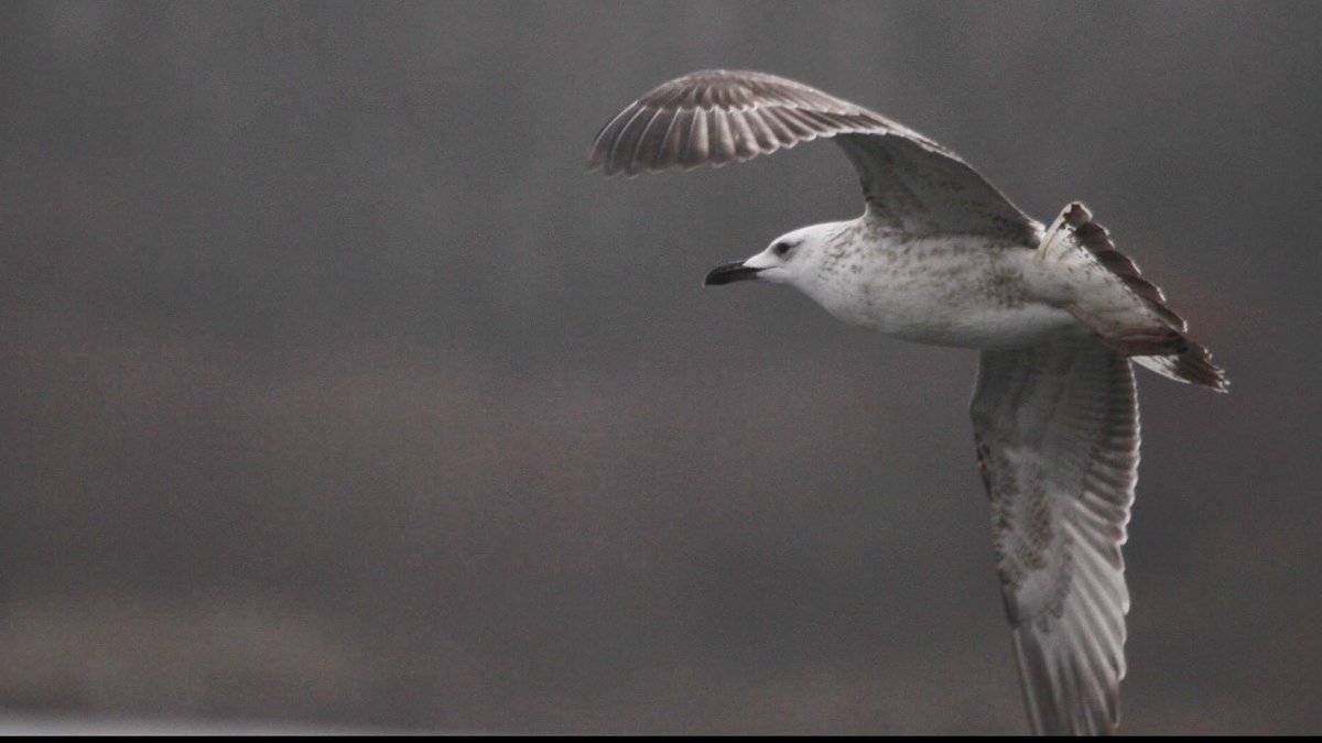 HughieKing's tweet photo. Flight pics of the same 1w Caspian Gull at Forge Mill Sandwell Valley taken on Jan 1st. https://t.co/iPMnUuUjir
