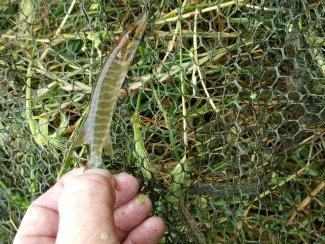 How cute is this tiny pike I just spotted on Wally Pickering's Fish Captures profile. Check out his other captures - he has caught some huge pike too... fishcaptures.com/index.php?page…