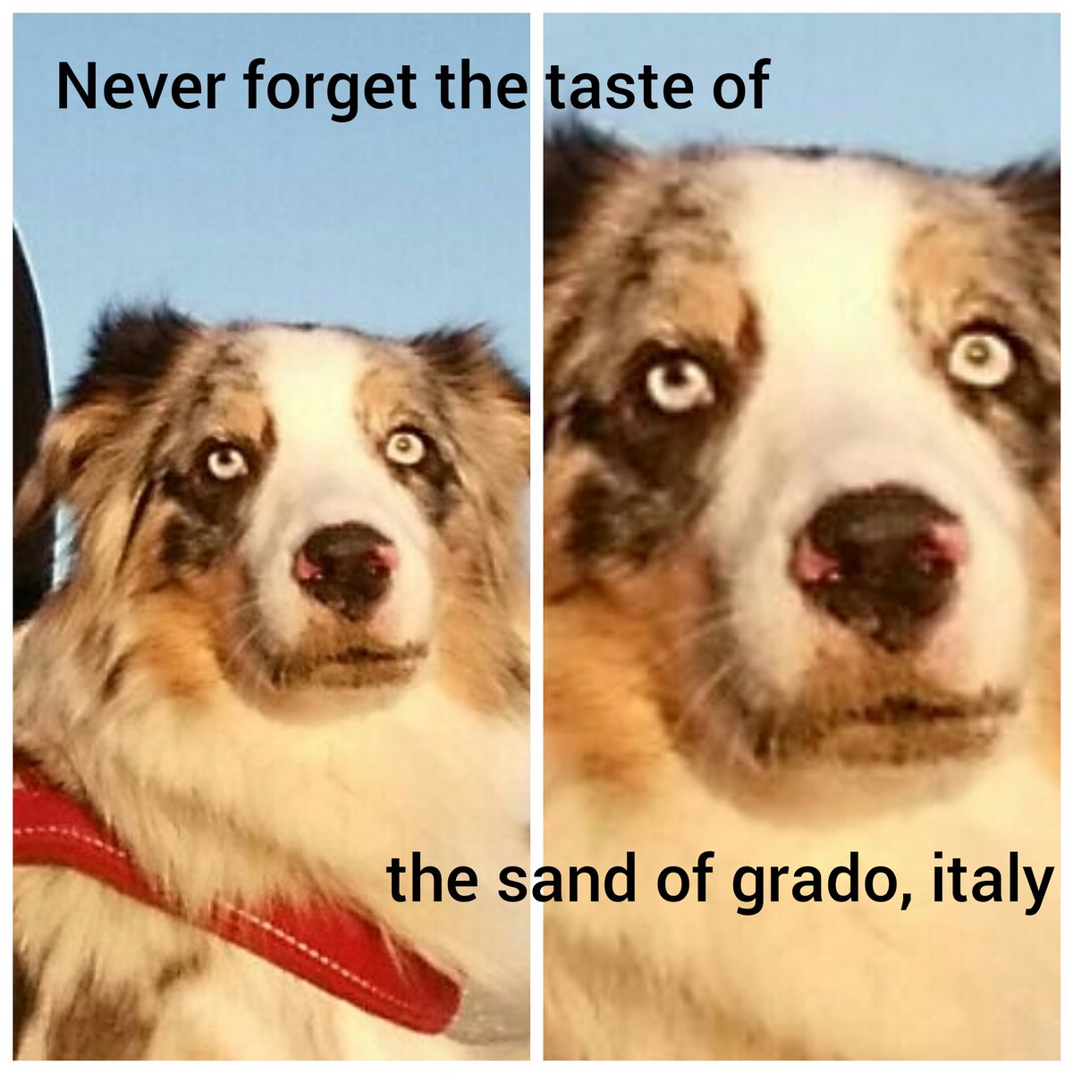 DogMemesIntern1's tweet photo. https://t.co/5XsqzipxCY