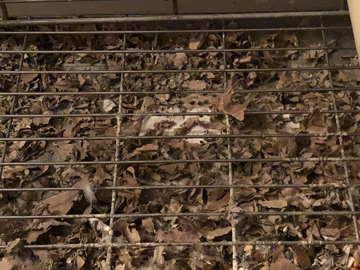 ParrotStanley's tweet photo. Cage cardboard shredded and direct hit on #TurdPerch my work on earth is complete https://t.co/c3DWaDC8RE