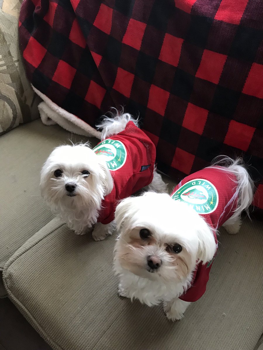 HockeyMom_Jody's tweet photo. #HDM19 @fsnorth Pups sporting their favorite team sweaters! Happy Hockey Day Minnesota!🐾🐾🐾🏒🏒🏒🥅🥅🥅🌑🌑 https://t.co/by5IY255np